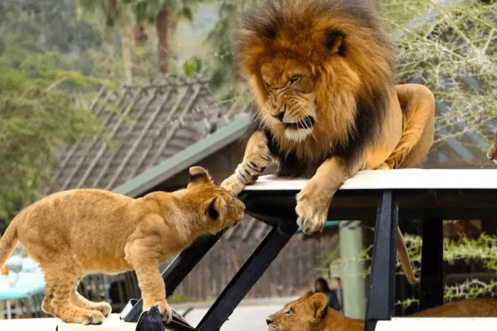 Safari Park Lahore Ticket Price and Timings